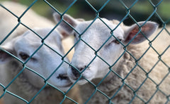 A Feed Supplement Cuts Methane From Merino Sheep by 43%
