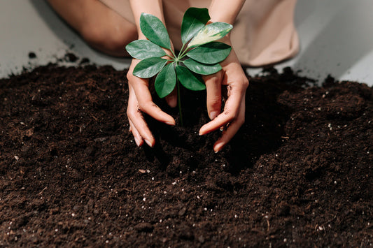 Why Soil Health Is a Fashion Issue: The Link Between Indian Dye Plants and Agricultural Biodiversity